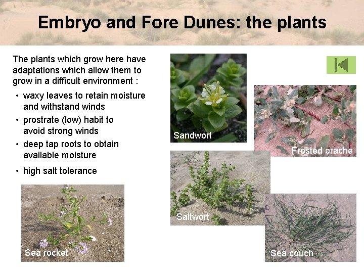 Embryo and Fore Dunes: the plants The plants which grow here have adaptations which