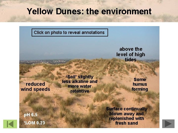 Yellow Dunes: the environment Click on photo to reveal annotations above the level of