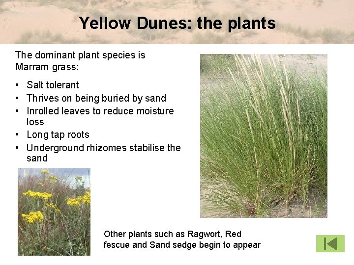 Yellow Dunes: the plants The dominant plant species is Marram grass: • Salt tolerant