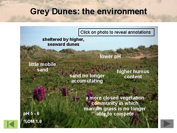 Grey Dunes: the environment Click on photo to reveal annotations sheltered by higher, seaward