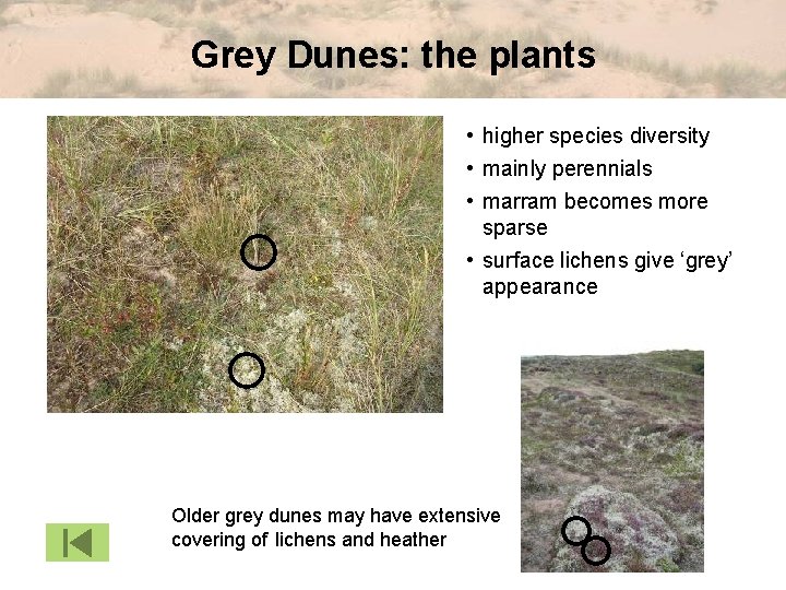 Grey Dunes: the plants • higher species diversity • mainly perennials • marram becomes