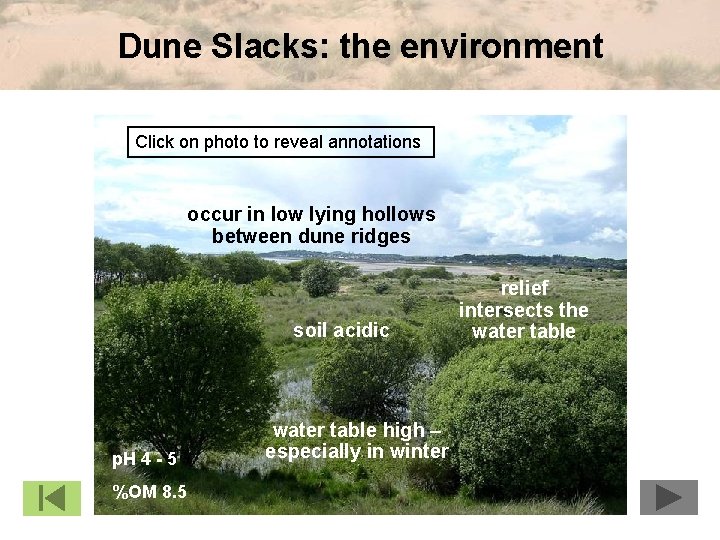 Dune Slacks: the environment Click on photo to reveal annotations occur in low lying