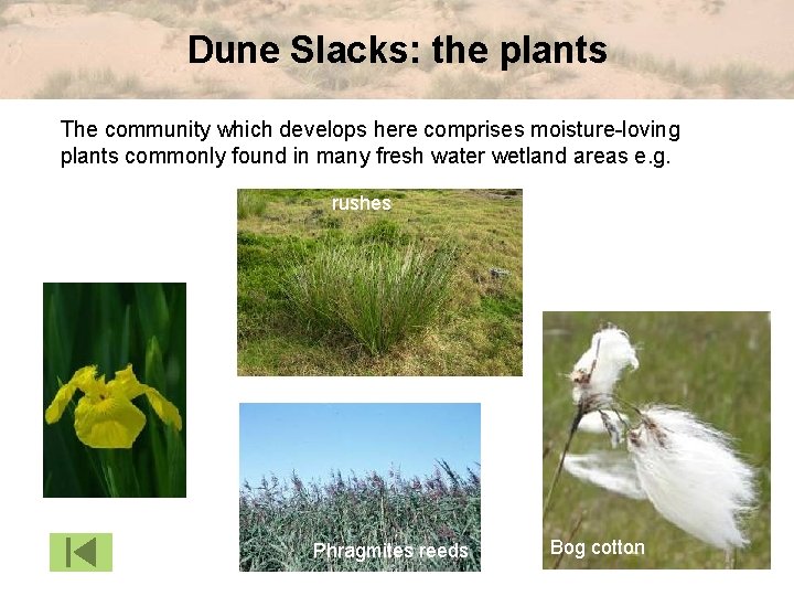 Dune Slacks: the plants The community which develops here comprises moisture-loving plants commonly found