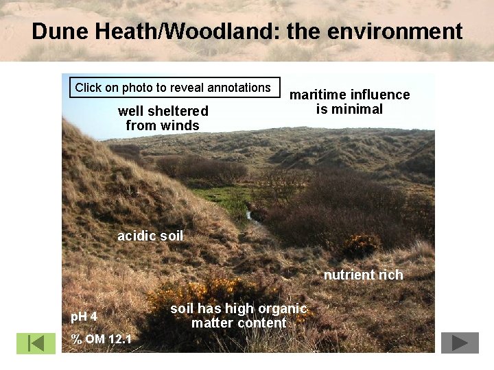 Dune Heath/Woodland: the environment Click on photo to reveal annotations well sheltered from winds