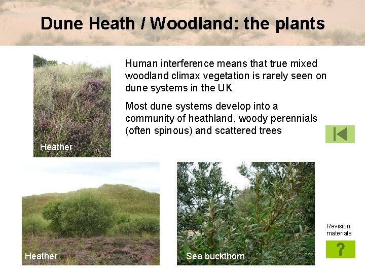 Dune Heath / Woodland: the plants Human interference means that true mixed woodland climax