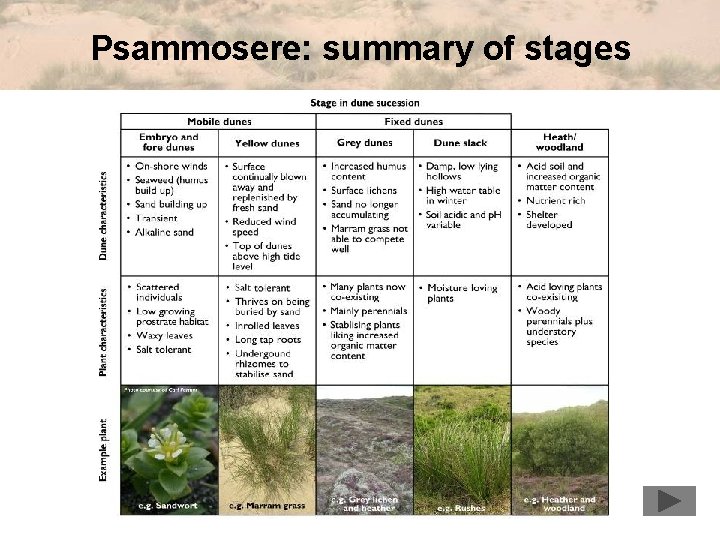 Psammosere: summary of stages 