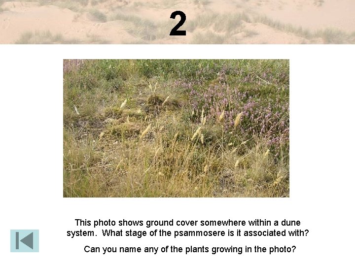 2 This photo shows ground cover somewhere within a dune system. What stage of
