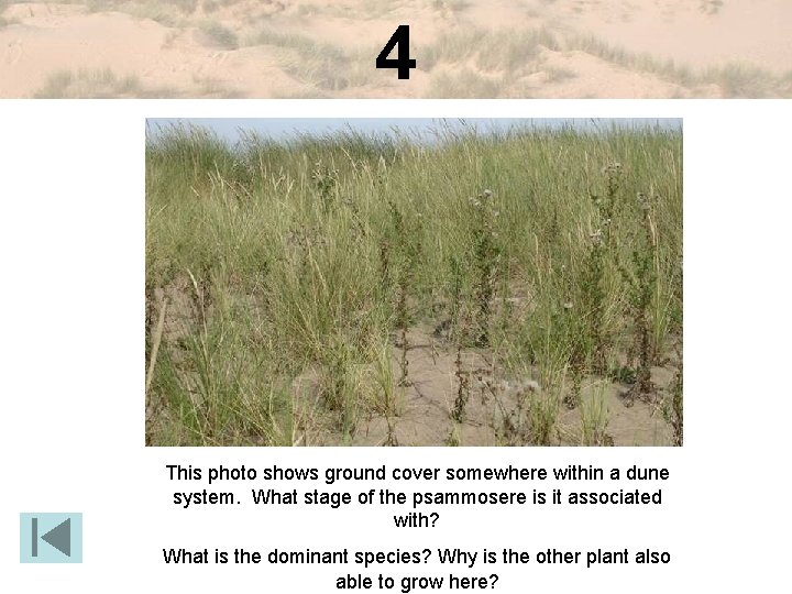 4 This photo shows ground cover somewhere within a dune system. What stage of