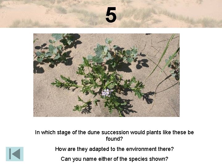 5 In which stage of the dune succession would plants like these be found?