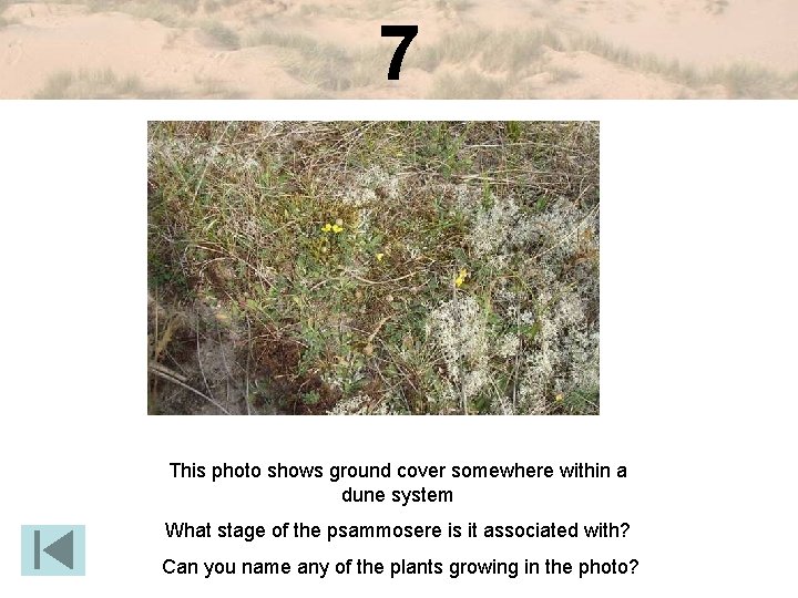 7 This photo shows ground cover somewhere within a dune system What stage of