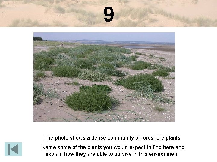 9 The photo shows a dense community of foreshore plants Name some of the