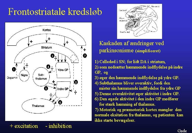 Frontostriatale kredsløb Kaskaden af ændringer ved parkinsonisme (simplificeret) + excitation - inhibition 1) Celledød