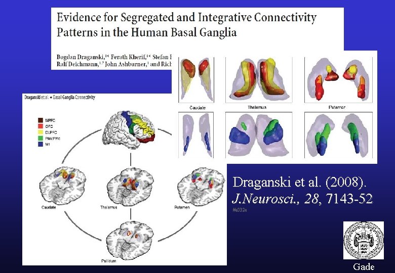 Draganski et al. (2008). J. Neurosci. , 28, 7143 -52 #a 032 e Gade