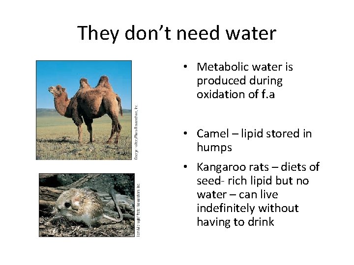 They don’t need water • Metabolic water is produced during oxidation of f. a