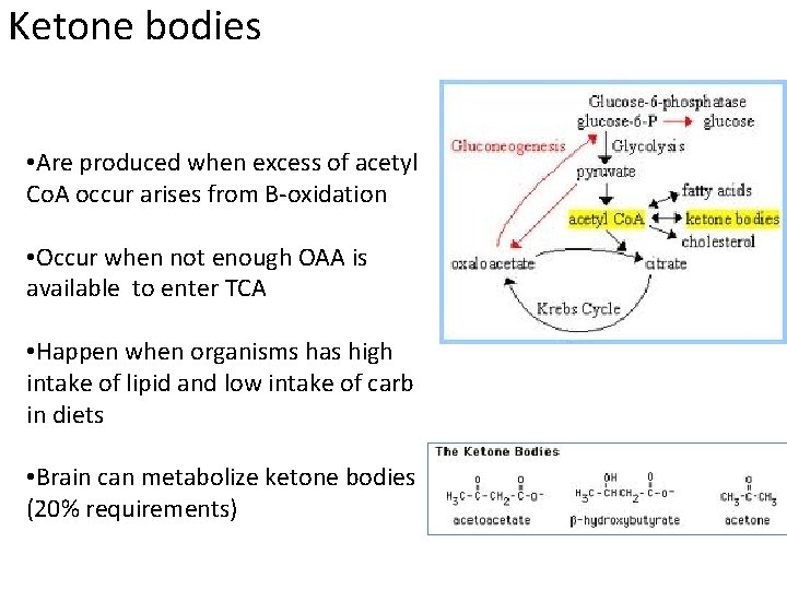 Ketone bodies • Are produced when excess of acetyl Co. A occur arises from