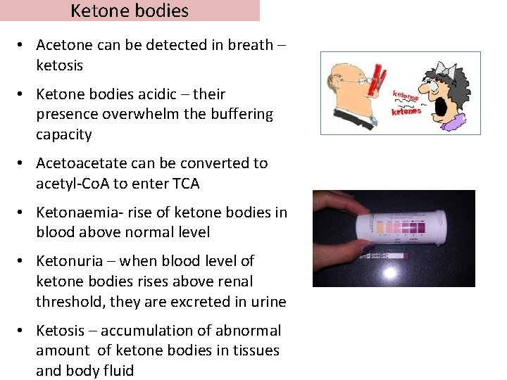 Ketone bodies • Acetone can be detected in breath – ketosis • Ketone bodies