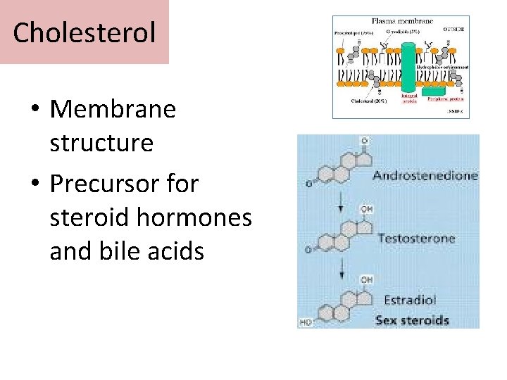Cholesterol • Membrane structure • Precursor for steroid hormones and bile acids 