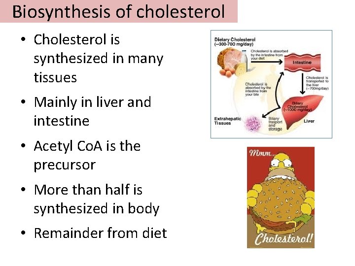 Biosynthesis of cholesterol • Cholesterol is synthesized in many tissues • Mainly in liver