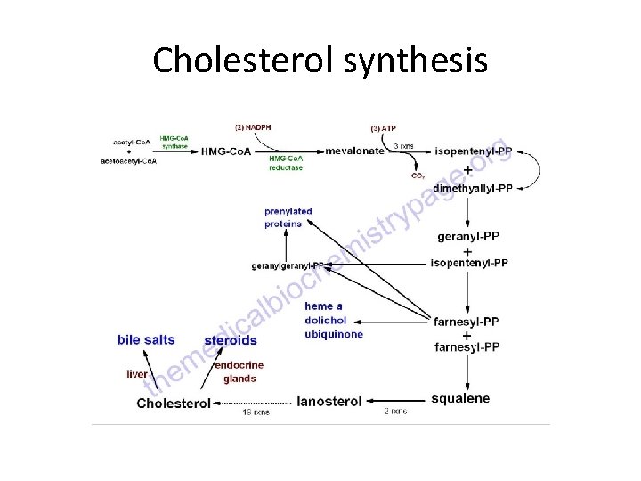Cholesterol synthesis 