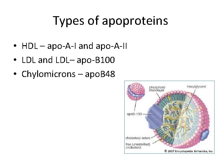 Types of apoproteins • HDL – apo-A-I and apo-A-II • LDL and LDL– apo-B