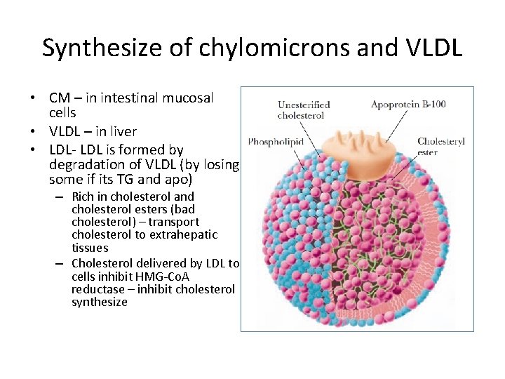 Synthesize of chylomicrons and VLDL • CM – in intestinal mucosal cells • VLDL
