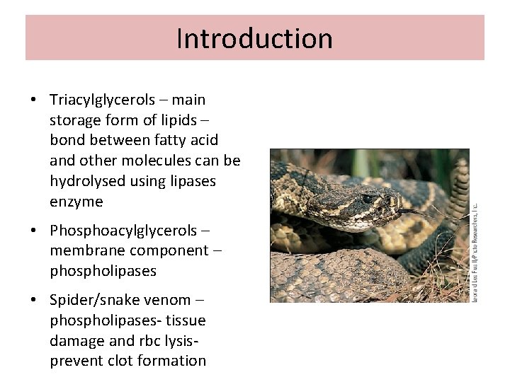 Introduction • Triacylglycerols – main storage form of lipids – bond between fatty acid