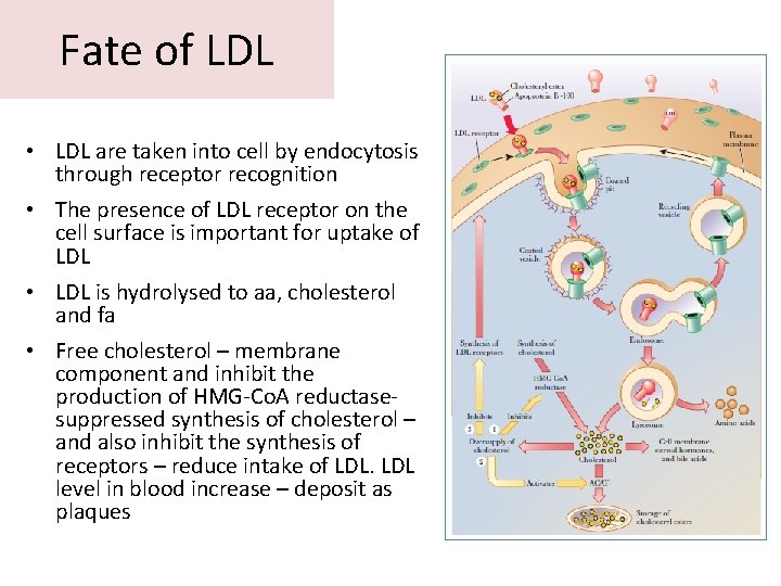 Fate of LDL • LDL are taken into cell by endocytosis through receptor recognition