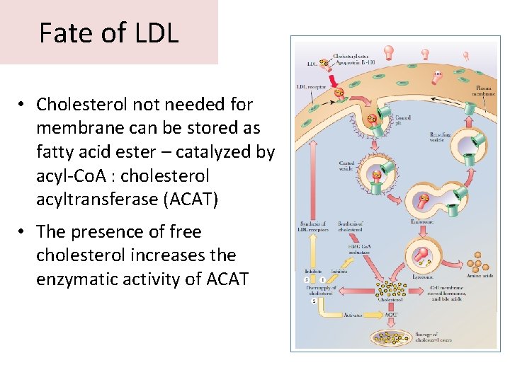 Fate of LDL • Cholesterol not needed for membrane can be stored as fatty