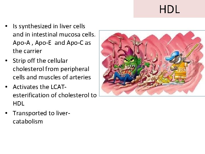 HDL • Is synthesized in liver cells and in intestinal mucosa cells. Apo-A ,