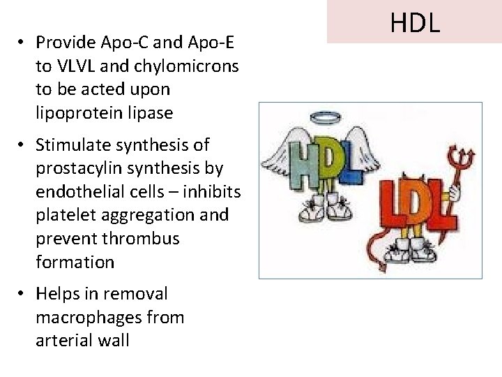  • Provide Apo-C and Apo-E to VLVL and chylomicrons to be acted upon