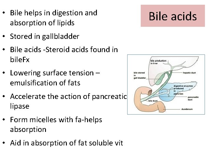  • Bile helps in digestion and absorption of lipids • Stored in gallbladder