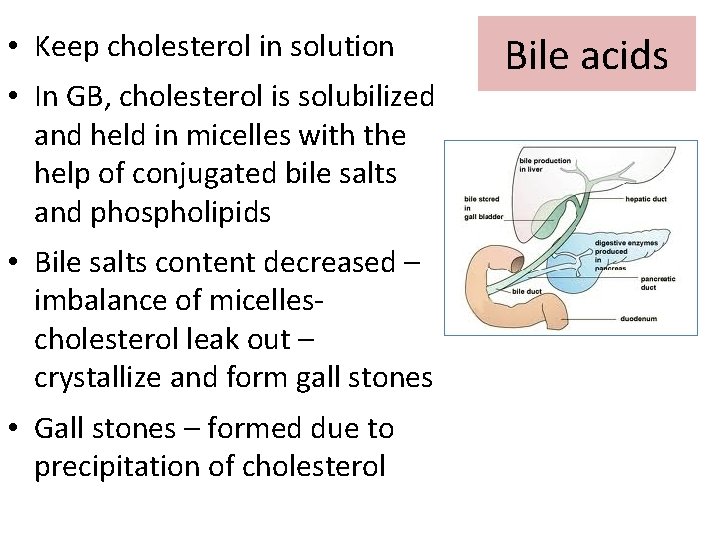  • Keep cholesterol in solution • In GB, cholesterol is solubilized and held