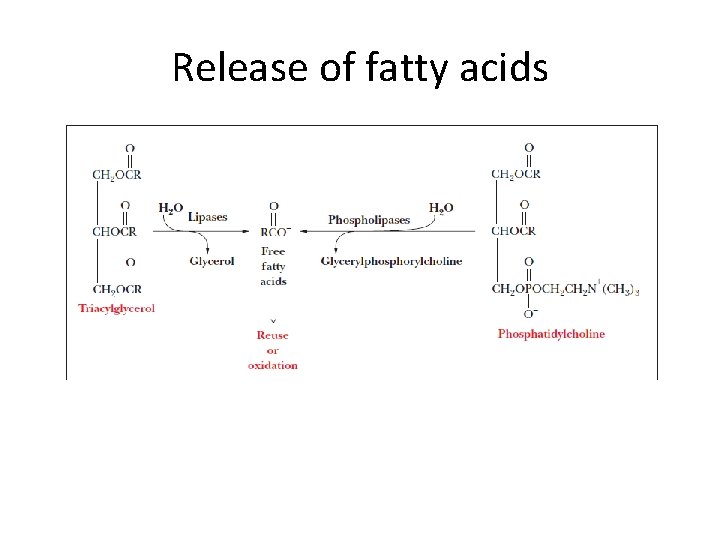 Release of fatty acids [2 Marks] 