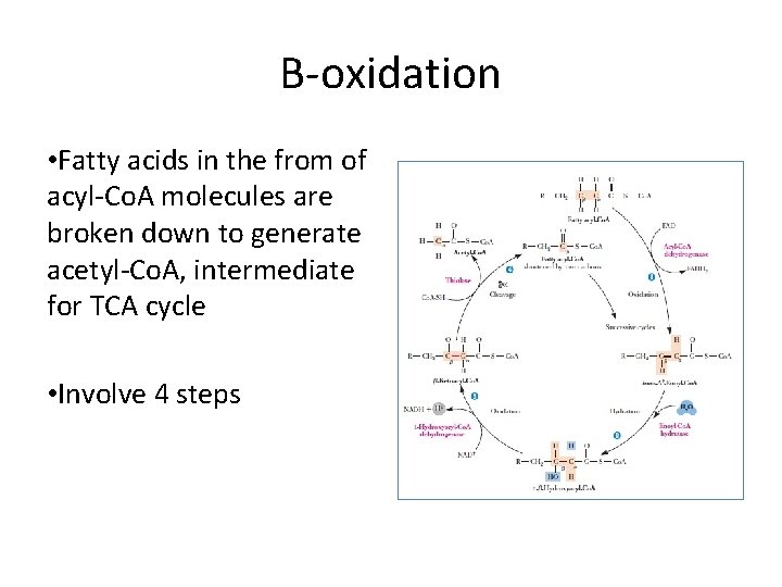 Β-oxidation • Fatty acids in the from of acyl-Co. A molecules are broken down