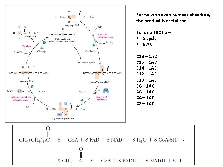 For f. a with even number of carbon, the product is acetyl coa. So