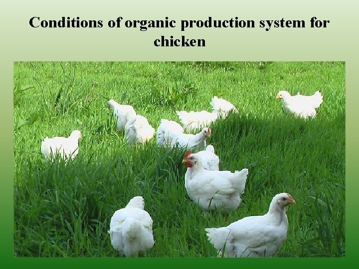 Conditions of organic production system for chicken 