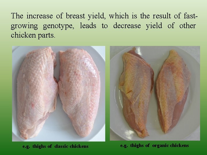 The increase of breast yield, which is the result of fastgrowing genotype, leads to