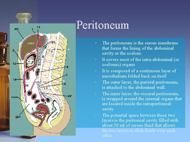 Peritoneum • • • The peritoneum is the serous membrane that forms the lining