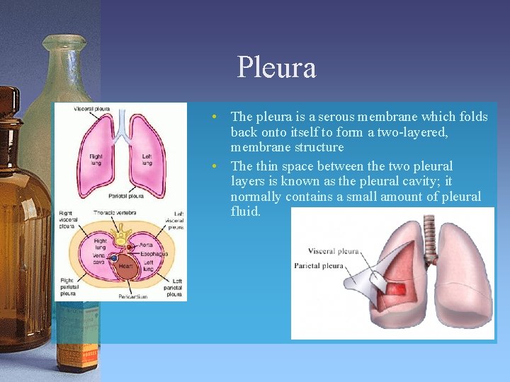 Pleura • The pleura is a serous membrane which folds back onto itself to