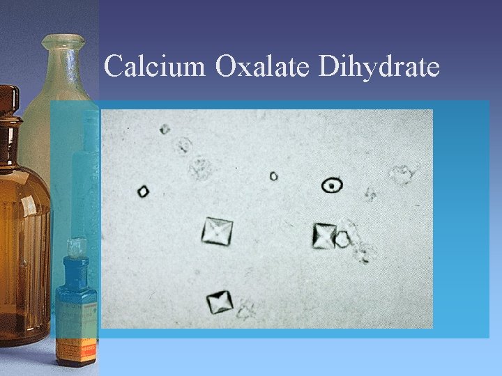 Calcium Oxalate Dihydrate 