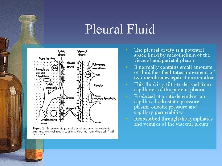 Pleural Fluid • • • The pleural cavity is a potential space lined by