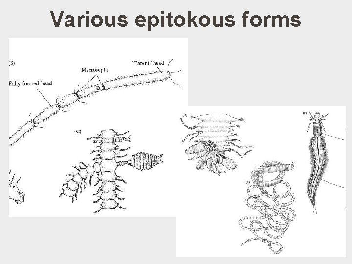 Various epitokous forms 