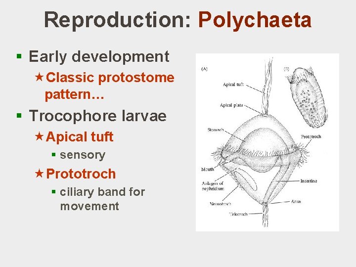 Reproduction: Polychaeta § Early development «Classic protostome pattern… § Trocophore larvae «Apical tuft §