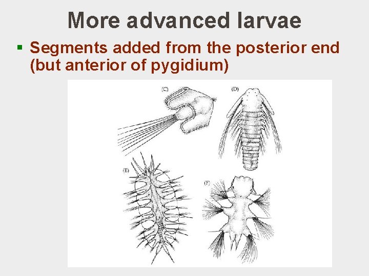 More advanced larvae § Segments added from the posterior end (but anterior of pygidium)