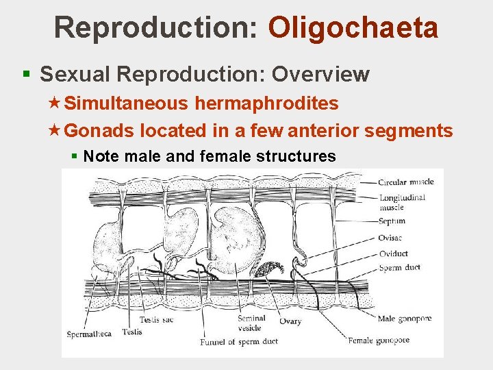 Reproduction: Oligochaeta § Sexual Reproduction: Overview «Simultaneous hermaphrodites «Gonads located in a few anterior