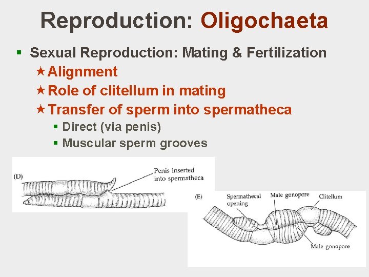 Reproduction: Oligochaeta § Sexual Reproduction: Mating & Fertilization «Alignment «Role of clitellum in mating