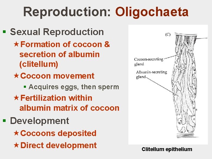 Reproduction: Oligochaeta § Sexual Reproduction «Formation of cocoon & secretion of albumin (clitellum) «Cocoon