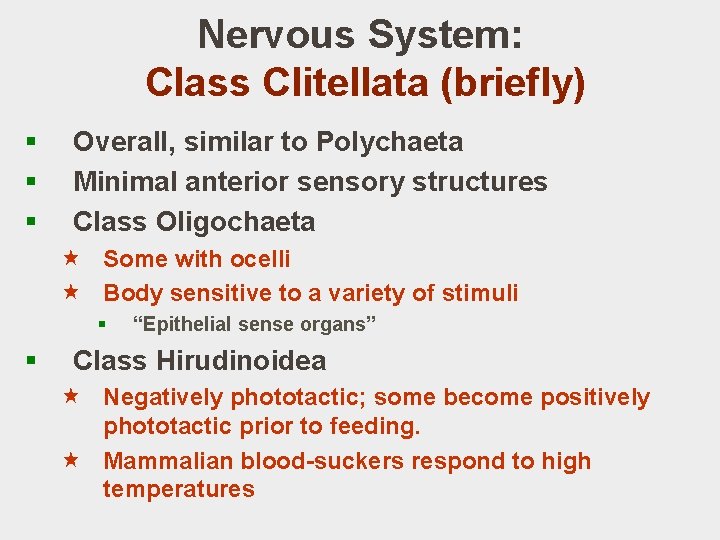 Nervous System: Class Clitellata (briefly) § § § Overall, similar to Polychaeta Minimal anterior