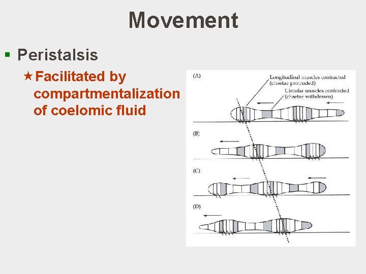 Movement § Peristalsis «Facilitated by compartmentalization of coelomic fluid 