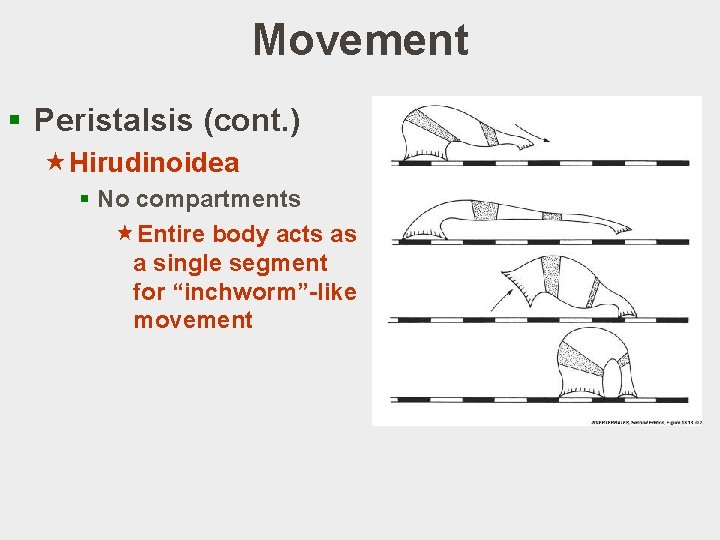 Movement § Peristalsis (cont. ) «Hirudinoidea § No compartments «Entire body acts as a